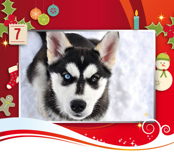 Husky.Kalender Sibirisches Huskies von andiwolves