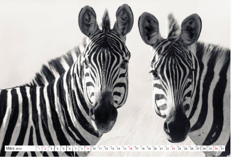 Ingo Gerlach: Emotionale Momente: Zebras.