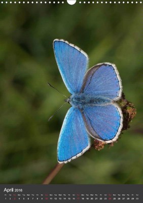 From "Adonis Blue Butterfly calendar