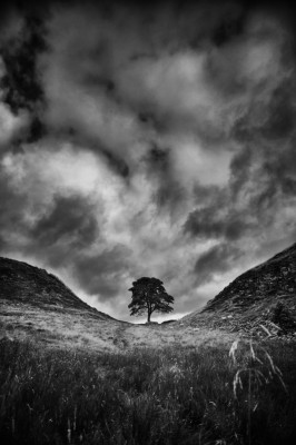 Northumbria - Sycamore Gap Copyright: Rory Garforth