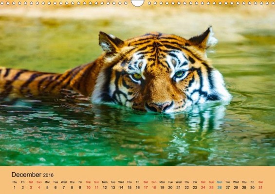 From 'Just Bengal Tigers' calendar