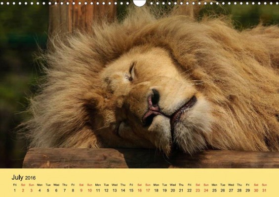 From 'Just Big Cats' calendar