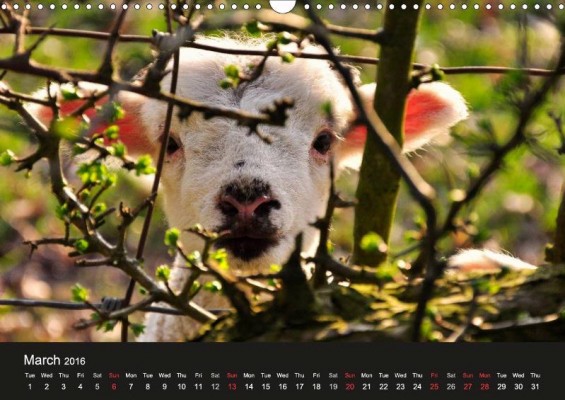 From Animals in the Countryside calendar