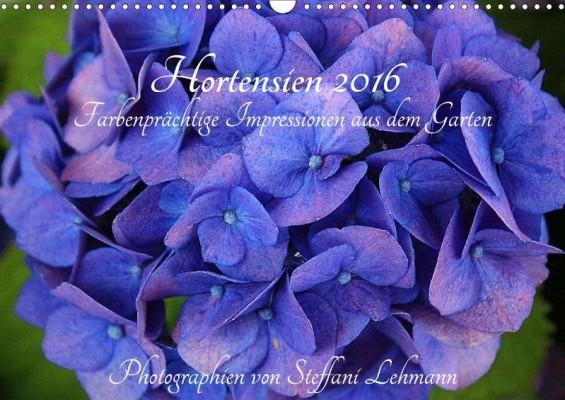 Steffani_Lehmann_Hortensien