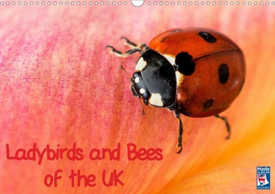 'Ladybirds and Bees of the UK' calendar