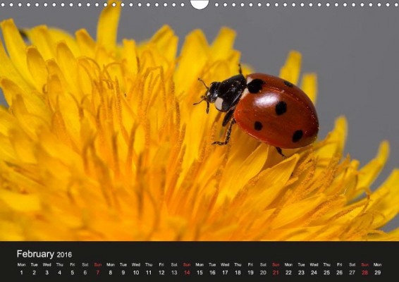 From 'Ladybirds and Bees of the UK'