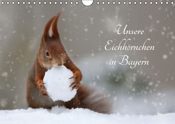 Birgit-Cerny_Unsere-Eichhörnchen-in-Bayern
