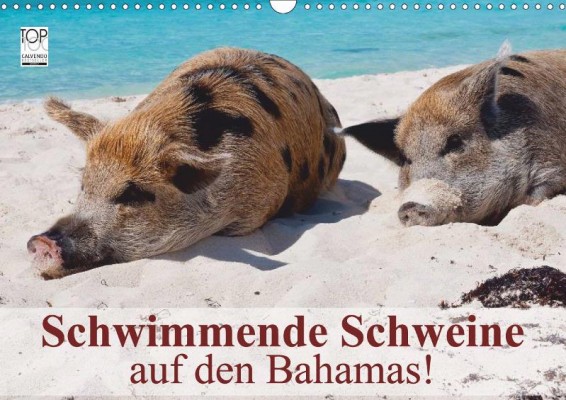 Stanzer_Schwimmende-Schweine-auf-den-Bahamas